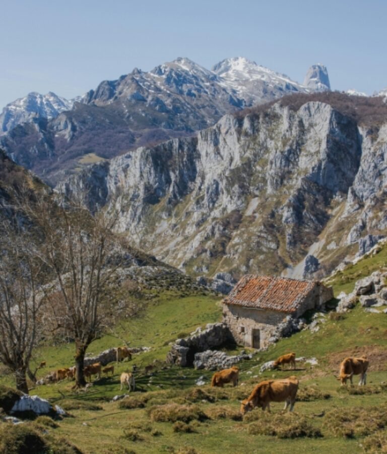L’azienda - Azienda Macelleria Zambon F.lli