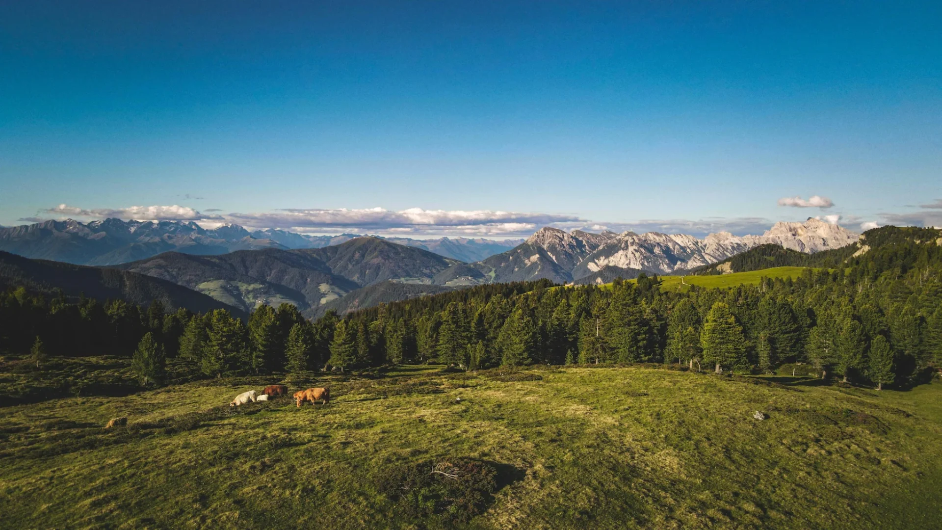 L’azienda - Macelleria Zambon F.lli