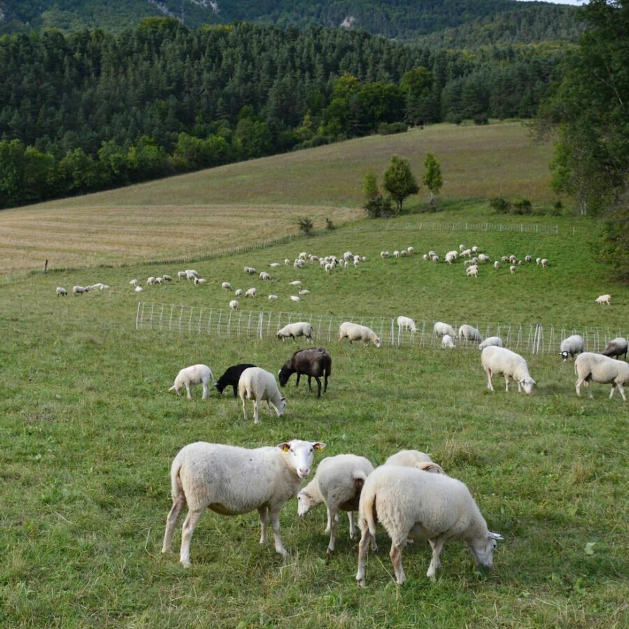 L’azienda - Azienda Macelleria Zambon F.lli